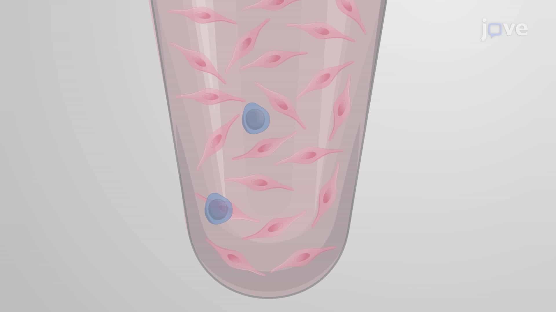 Generation of a Neurovascular Unit