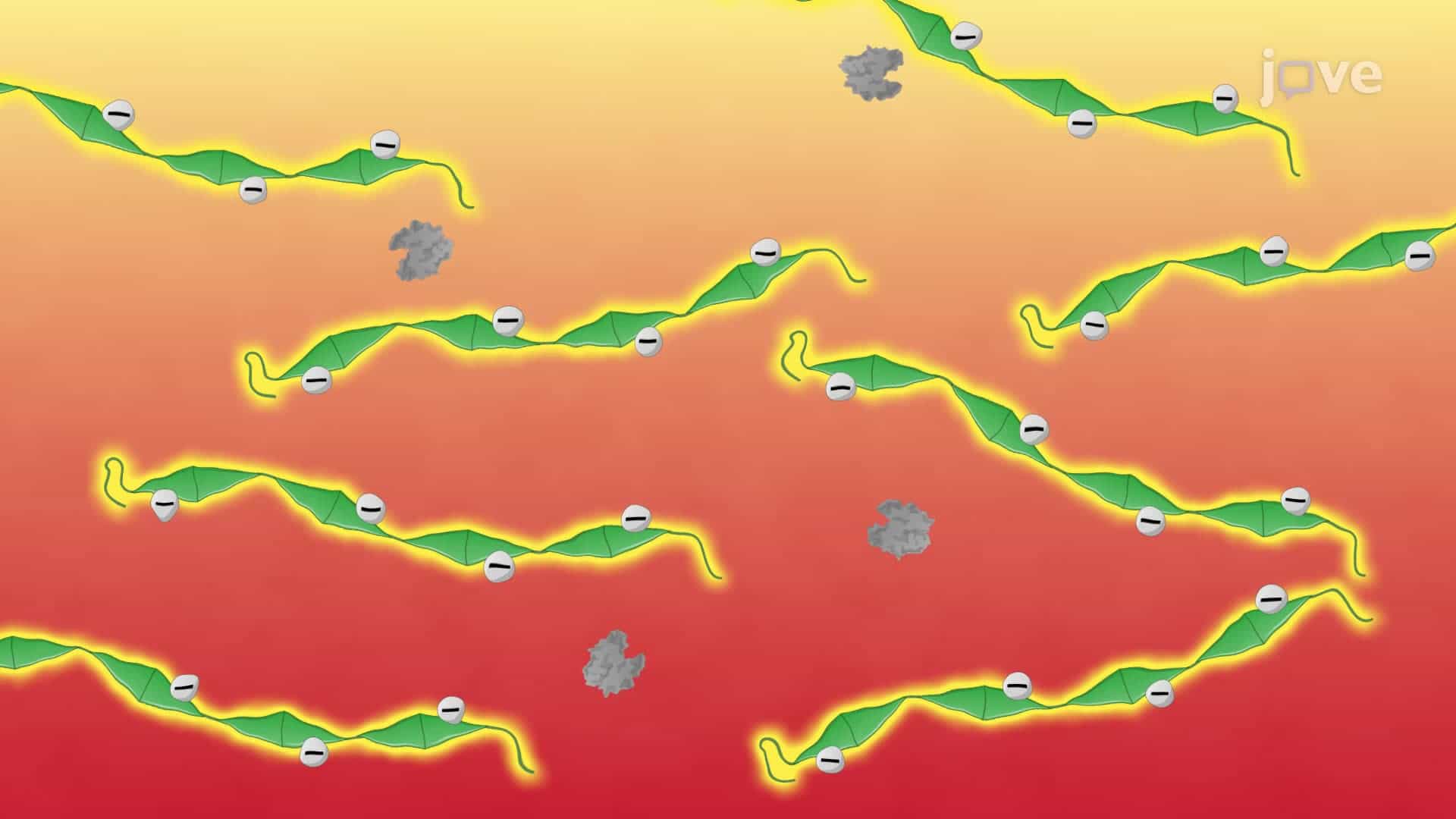 Detection of Misfolded Prion Protein Aggregates in Mouse Brain Tissue Using Western Blotting