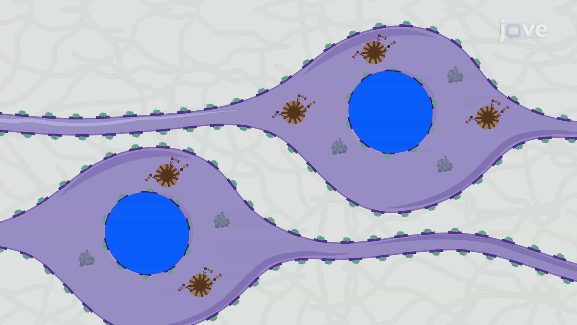 Immunohistochemical Detection of Lewy Bodies in a Diseased Human Brain Tissue Section