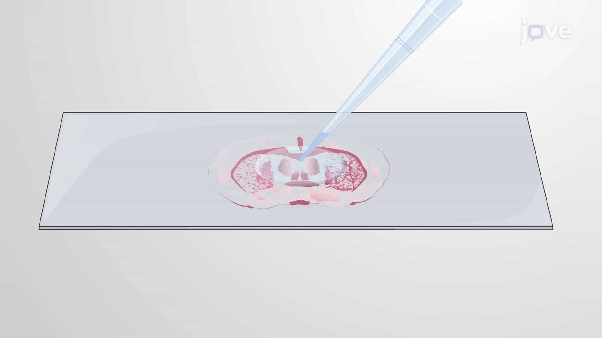A Gold Staining Technique to Visualize Myelin Reduction in Stressed Mice