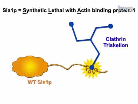 In vivo and in vitro Studies of Adaptor-clathrin Interaction