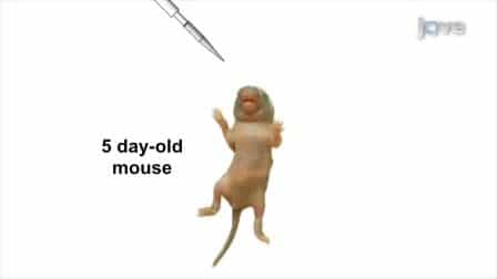 Using Bioluminescent Imaging to Investigate Synergism Between Streptococcus pneumoniae and Influenza A Virus in Infant Mice