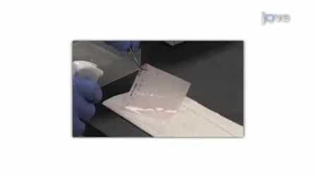 Western Blotting: Sample Preparation to Detection