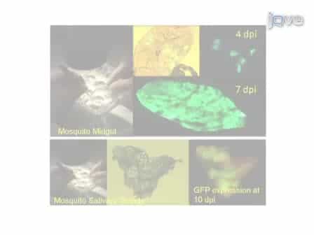 Alphavirus Transducing System: Tools for Visualizing Infection in Mosquito Vectors