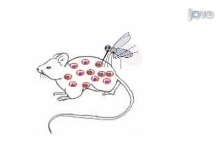 Protocol for Production of a Genetic Cross of the Rodent Malaria Parasites