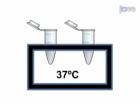 In vitro tRNA Methylation Assay with the Entamoeba histolytica DNA and tRNA Methyltransferase Dnmt2 Ehmeth Enzyme