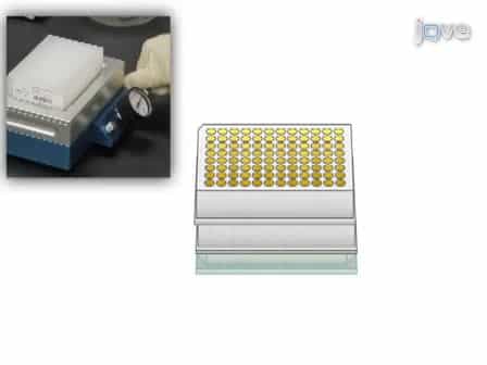Streamlined Purification of Plasmid DNA From Prokaryotic Cultures