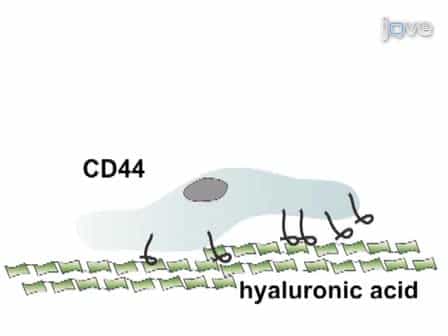 Micropatterned Surfaces to Study Hyaluronic Acid Interactions with Cancer Cells