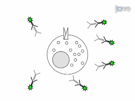 Quantitative Measurement of GLUT4 Translocation to the Plasma Membrane by Flow Cytometry