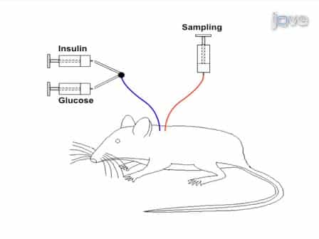 Hyperinsulinemic-Euglycemic Clamp in the Conscious Rat