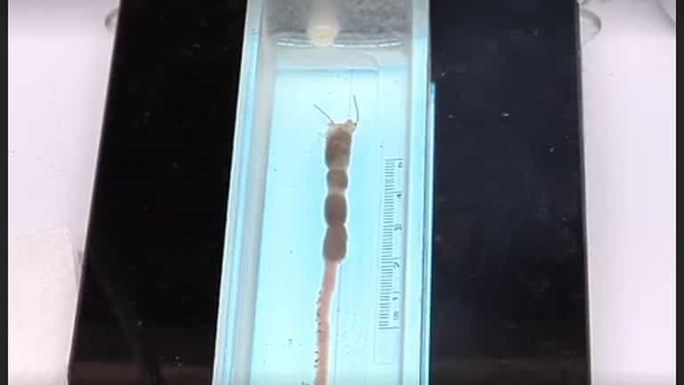 Gastrointestinal Motility Monitor (GIMM)