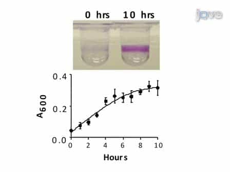 Microtiter Dish Biofilm Formation Assay