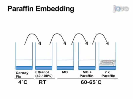 Paraffin-Embedded and Frozen Sections of Drosophila Adult Muscles