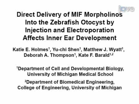 Direct Delivery of MIF Morpholinos Into the Zebrafish Otocyst by Injection and Electroporation Affects Inner Ear Development