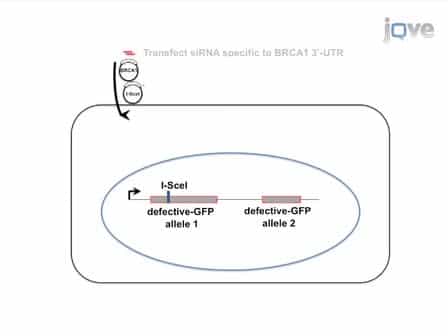 Identifying the Effects of BRCA1 Mutations on Homologous Recombination using Cells that Express Endogenous Wild-type BRCA1