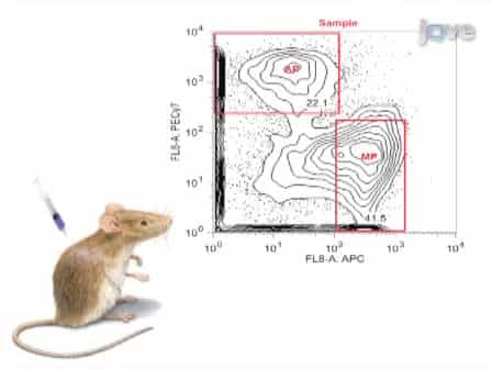 Purification of Progenitors from Skeletal Muscle