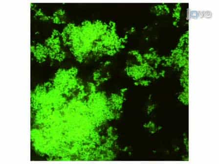 In vitro Biofilm Formation in an 8-well Chamber Slide