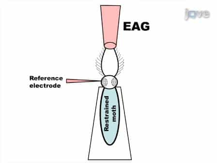 Electrophysiological Measurements from a Moth Olfactory System