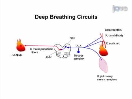 Quantitative Autonomic Testing