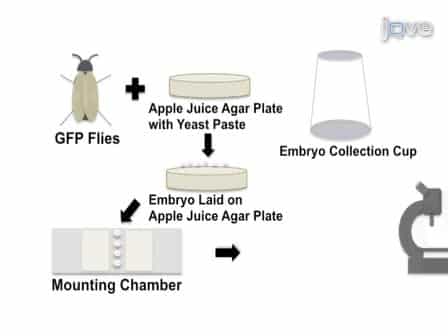Imaging Cell Shape Change in Living Drosophila Embryos