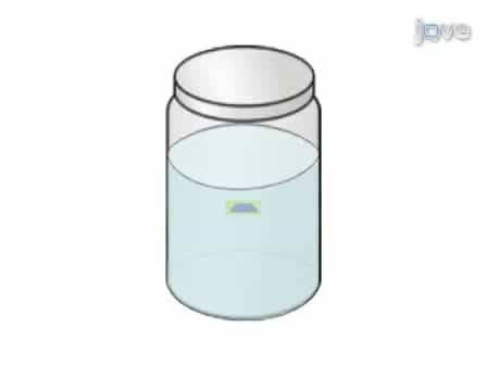 Yeast Colony Embedding Method