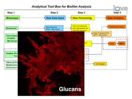 An Analytical Tool-box for Comprehensive Biochemical, Structural and Transcriptome Evaluation of Oral Biofilms Mediated by Mutans Streptococci