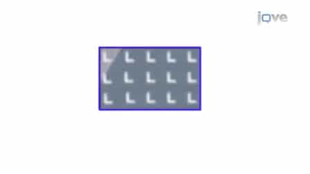 Improved Visualization and Quantitative Analysis of Drug Effects Using Micropatterned Cells