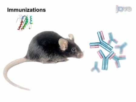 Passive Administration of Monoclonal Antibodies Against H. capsulatum and Others Fungal Pathogens