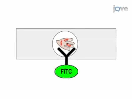 Methods for Rapid Transfer and Localization of Lyme Disease Pathogens Within the Tick Gut