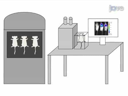 Using Luciferase to Image Bacterial Infections in Mice