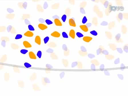 Isolation and Culture of Cells from the Nephrogenic Zone of the Embryonic Mouse Kidney