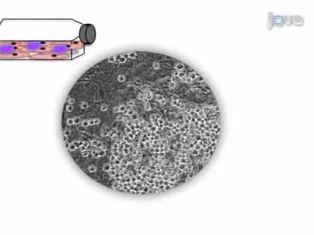 Modified ES / OP9 Co-Culture Protocol Provides Enhanced Characterization of Hematopoietic Progeny