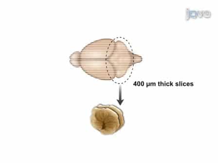 Organotypic Cerebellar Cultures: Apoptotic Challenges and Detection