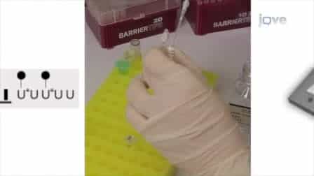 Microarray Analysis for Saccharomyces cerevisiae