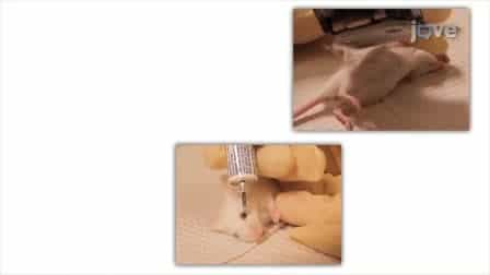 Principles of Rodent Surgery for the New Surgeon