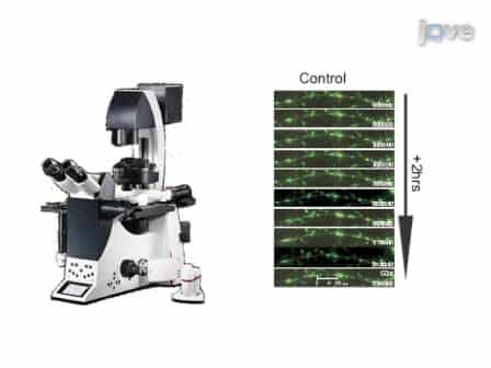 Neuromodulation and Mitochondrial Transport: Live Imaging in Hippocampal Neurons over Long Durations
