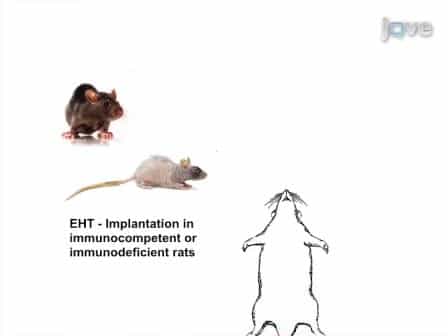 Bioluminescence Imaging for Assessment of Immune Responses Following Implantation of Engineered Heart Tissue EHT
