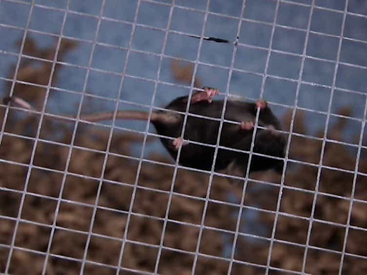 Measuring the Strength of Mice