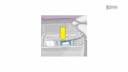 A 1.5 Hour Procedure for Identification of Enterococcus Species Directly from Blood Cultures