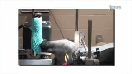 In Vivo Canine Muscle Function Assay