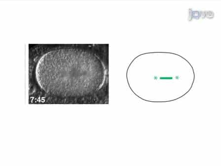 Imaging C. elegans Embryos using an Epifluorescent Microscope and Open Source Software