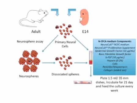 Neural-Colony Forming Cell Assay: An Assay To Discriminate Bona Fide Neural Stem Cells from Neural Progenitor Cells