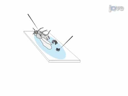 Isolation of Drosophila melanogaster Testes