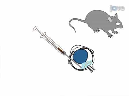 Establishment and Propagation of Human Retinoblastoma Tumors in Immune Deficient Mice