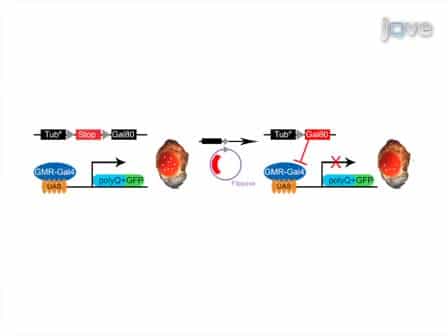 Mapping and Application of Enhancer-trap Flippase Expression in Larval and Adult Drosophila CNS