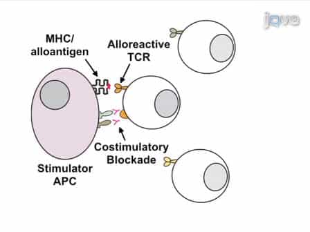 Induction of Alloantigen-specific Anergy in Human Peripheral Blood Mononuclear Cells by Alloantigen Stimulation with Co-stimulatory Signal Blockade