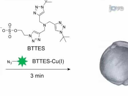 Imaging Glycans in Zebrafish Embryos by Metabolic Labeling and Bioorthogonal Click Chemistry
