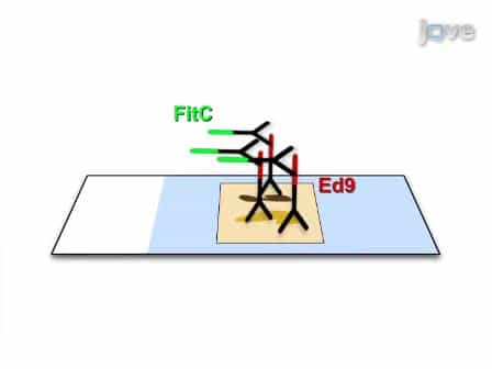 Use of Fluorescent Immuno-Chemistry for the detection of Edwardsiella ictaluri in channel catfish I. punctatus samples