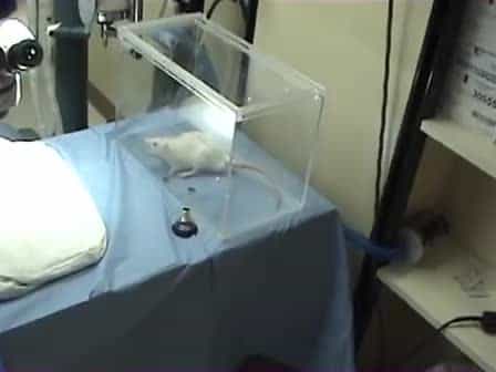 Creation of Reversible Cholestatic Rat Model