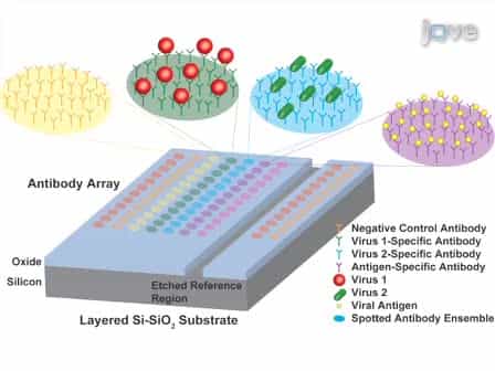 Biomolecular Detection employing the Interferometric Reflectance Imaging Sensor IRIS